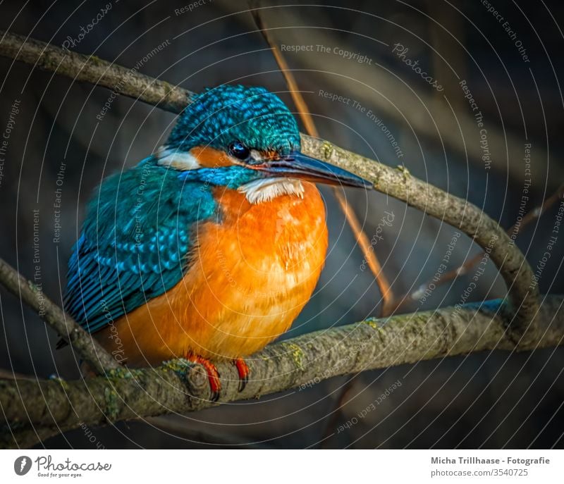 Eisvogel am Seeufer Alcedo atthis Kopf Auge Schnabel Federn Gefieder Flügel Porträt Tierporträt Wildtier Vogel Natur Zweige u. Äste strahlen leuchtend Tag