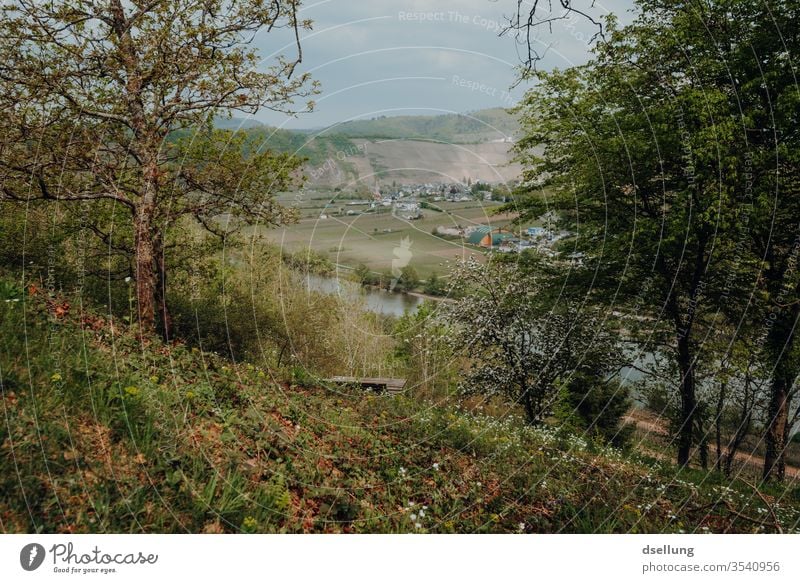 Ausblick auf die Mosel und grüne Hänge und blühenden Bäumen Moseltal Hang Felsen Panorama Aussicht Wälder Reflexion & Spiegelung Pünderich