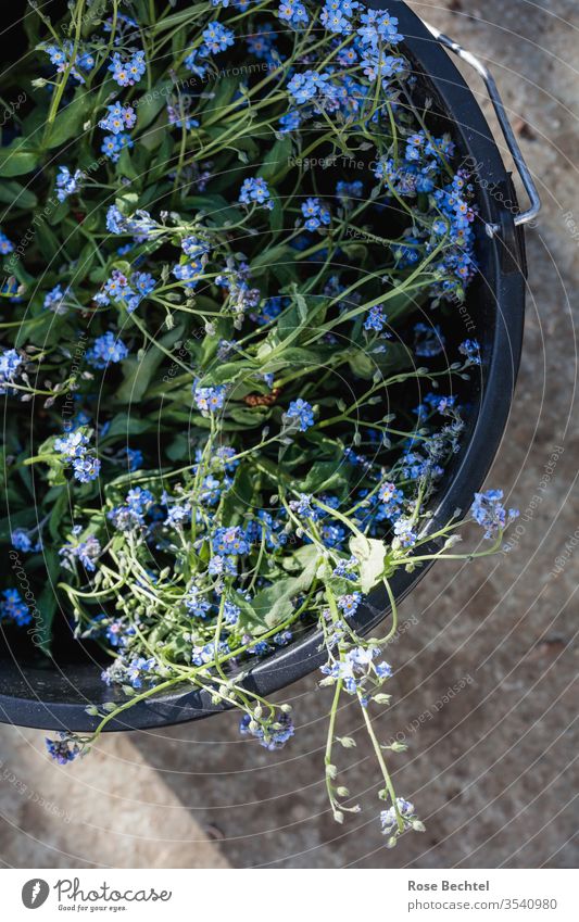 Vergissmeinnicht in schwarzen Eimer Nahaufnahme Frühling Pflanze Blume Makroaufnahme Blüte blau Vergißmeinnicht myosotis Farbfoto Blühend Schwache Tiefenschärfe