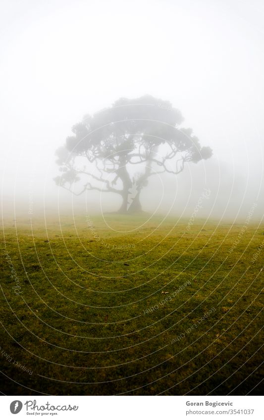 Mystischer Fanal-Laurisilva-Wald auf der Insel Madeira, Portugal fanal Europa Natur reisen Landschaft malerisch natürlich Sommer Urlaub im Freien Hügel