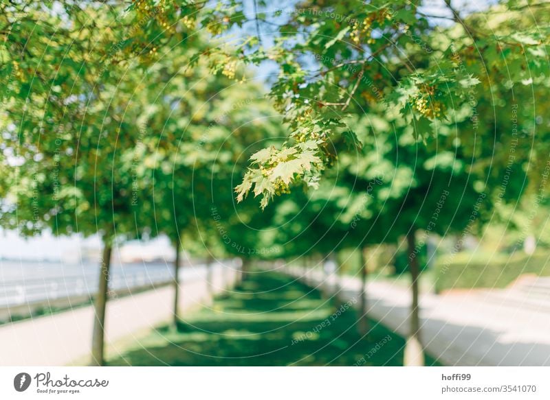 Allee von Bäumen im Park Zweig Ast Zweige u. Äste Frühling Frühlingsgefühle Menschenleer Freisteller Pflanze Baum Blatt Blüte Tag Wachstum Sonnenlicht Natur