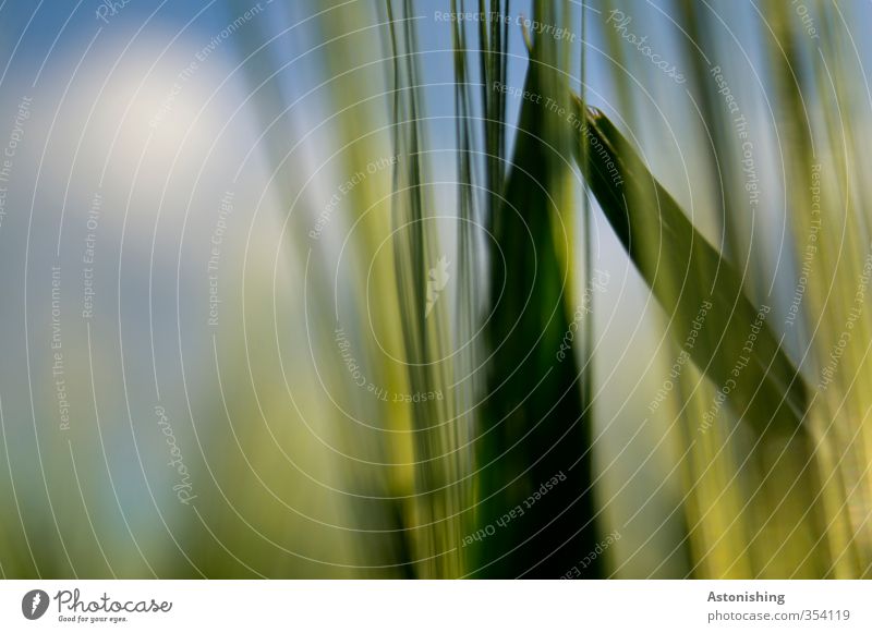 im Getreidefeld Umwelt Natur Pflanze Himmel Wolken Frühling Wetter Schönes Wetter Gras Blatt Nutzpflanze Feld Bewegung stehen dünn Spitze blau grün