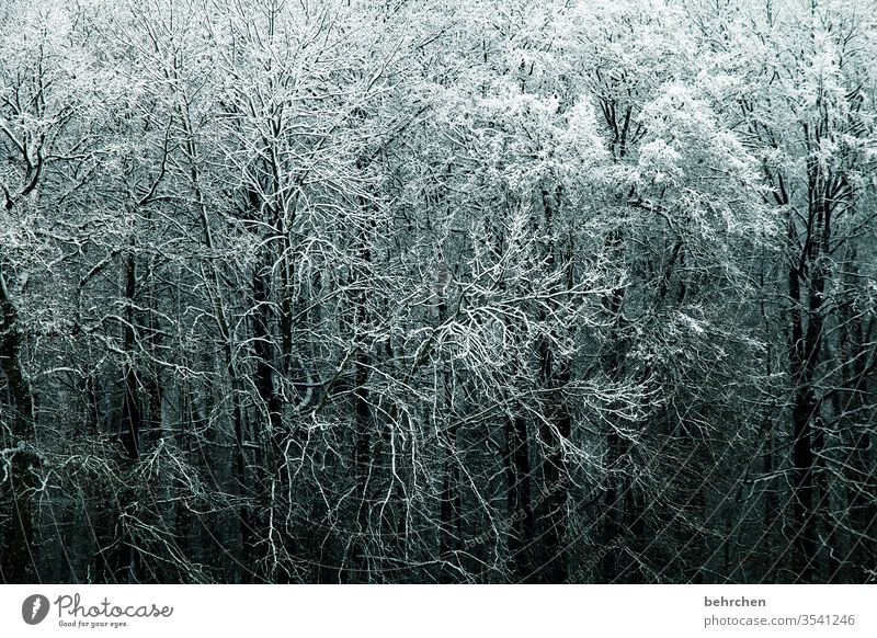 verzweigt idyllisch verträumt schön Schneelandschaft Winterspaziergang Wintertag Winterstimmung Winterwald geheimnisvoll Märchenhaft Märchenwald Deutschland