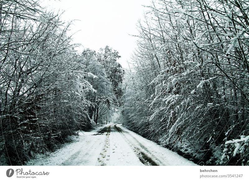 rückblick Wege & Pfade Klima Natur Umwelt Winter ruhig Schneefall Landschaft Frost Bäume Winterlandschaft kalt Kälte frieren Jahreszeiten Wetter stille Idylle