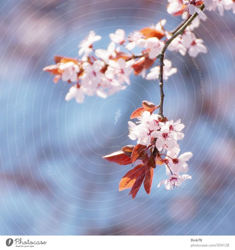 Frühlingsbote Garten Pflanze Schönes Wetter Baum Sträucher Blatt Blüte Zierpflanze Zierkirsche Park Blühend Duft Wachstum Freundlichkeit frisch natürlich blau