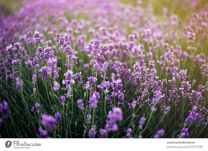 Lavendelblütenmeer fokussiert auf eines im Vordergrund. Lavendelfeld Blütezeit Frankreich violett Landschaft Feld Natur Sommer Frühling Aromatherapie