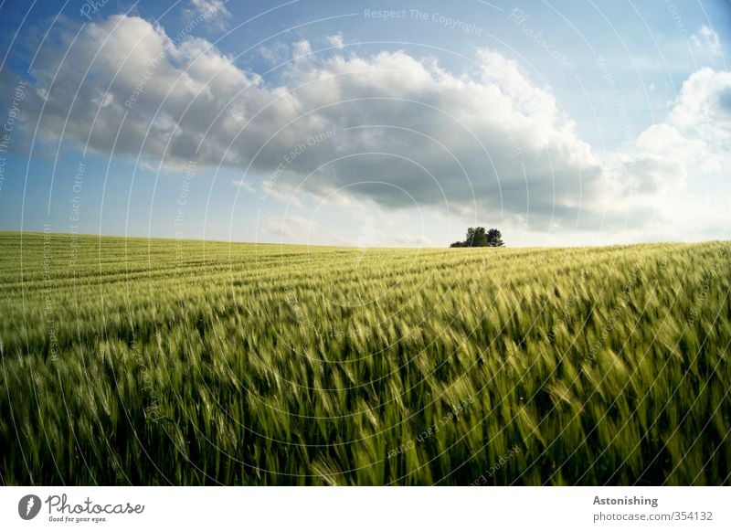 Feld I Umwelt Natur Landschaft Pflanze Himmel Wolken Horizont Frühling Wetter Schönes Wetter Wärme Baum Blatt Nutzpflanze Hügel blau gelb grün weiß