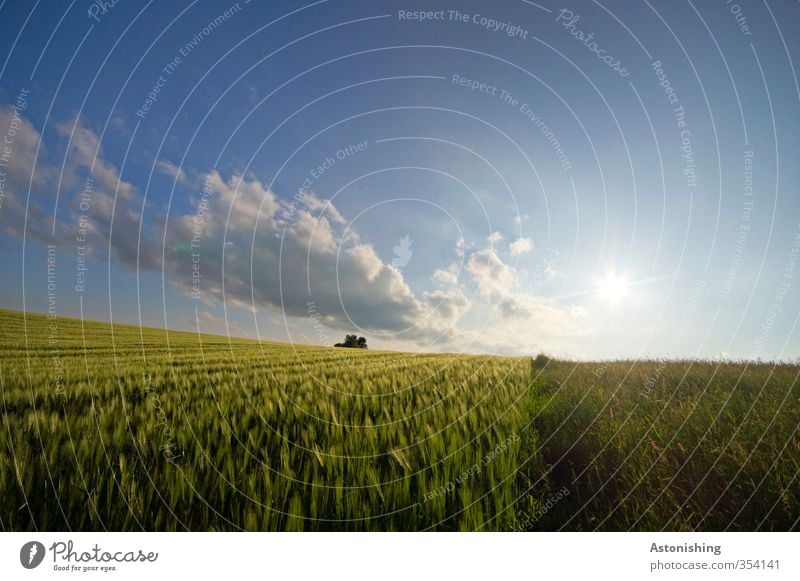 Feld III Umwelt Natur Landschaft Pflanze Luft Himmel Wolken Horizont Sonne Sonnenaufgang Sonnenuntergang Sonnenlicht Frühling Wetter Schönes Wetter Wärme Baum