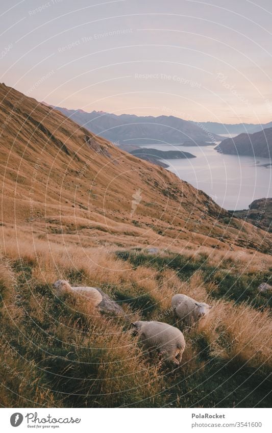 #As# HangSchafe Neuseeland Neuseeland Landschaft Berge u. Gebirge Berghang Bergkette Bergwiese Außenaufnahme Natur Farbfoto Umwelt Menschenleer Himmel Gipfel