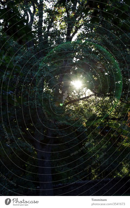 Da geht mir doch ein Licht auf! Wald Bäume Äste und Zweige Laubwald Natur Sonne Sonnenlicht Sonnenstrahlen grün Menschenleer Halo Lichteffekt