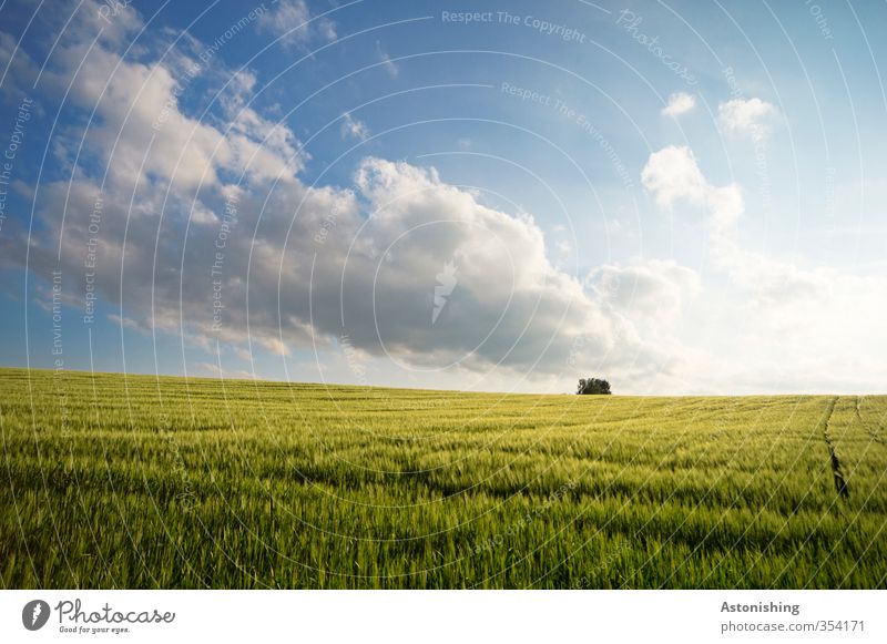 Feld II Umwelt Natur Landschaft Pflanze Luft Himmel Wolken Horizont Frühling Wetter Schönes Wetter Baum Gras Blatt Nutzpflanze hell blau gelb grün