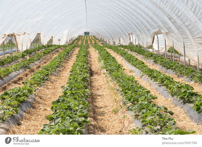 Erdbeerfeld Erdbeeren Frucht rot Ernährung lecker Farbfoto Lebensmittel Vitamin vitaminreich Gesunde Ernährung Gewächshaus plastikplane Reihen Landwirtschaft