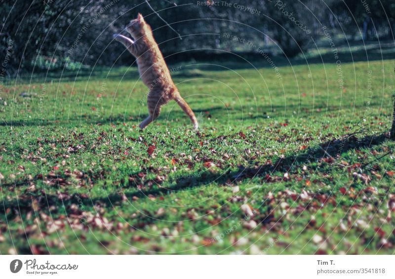 Katze im Sprung Kater Haustier Tier Farbfoto niedlich Hauskatze Tierporträt Außenaufnahme Fell Menschenleer kuschlig Neugier