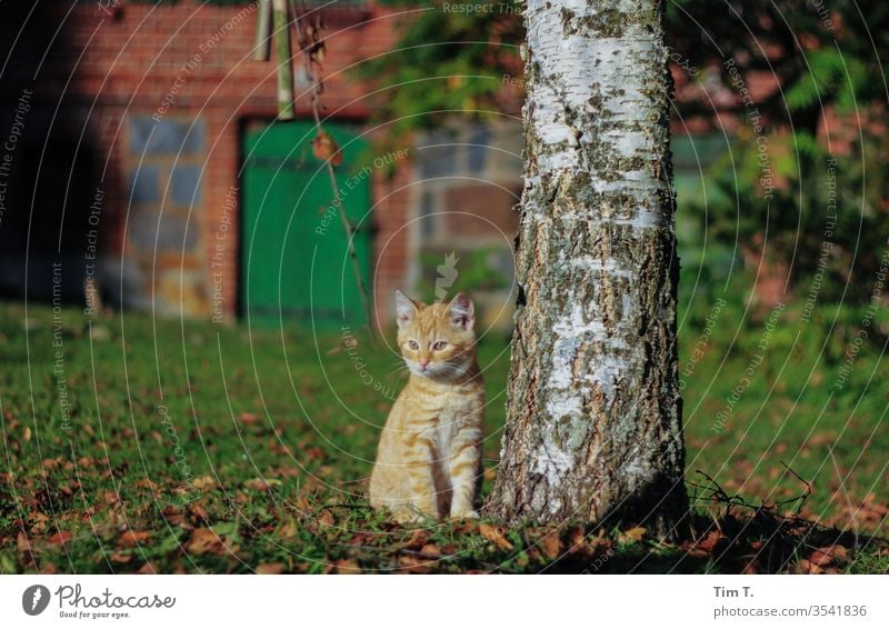 Roter Rudi rudi Kater rot Cat Bauernhof Katze wildlife cat Hauskatze Fell getigert Farbfoto Tier schurrhaare Profil Auge mietzi Nase grün kitten Schnurrhaar