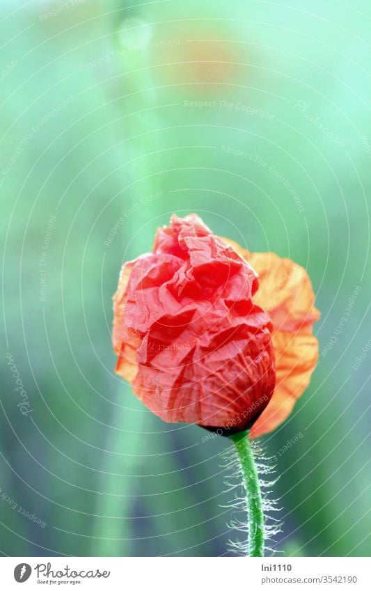 halb geöffnete Knospe des Klatschmohns mit fein behaarten Blütenstängel vor pastellgrünem Hintergrund Mohn Mohnblüte mohnknospe Pastellfarben pastellfarbig