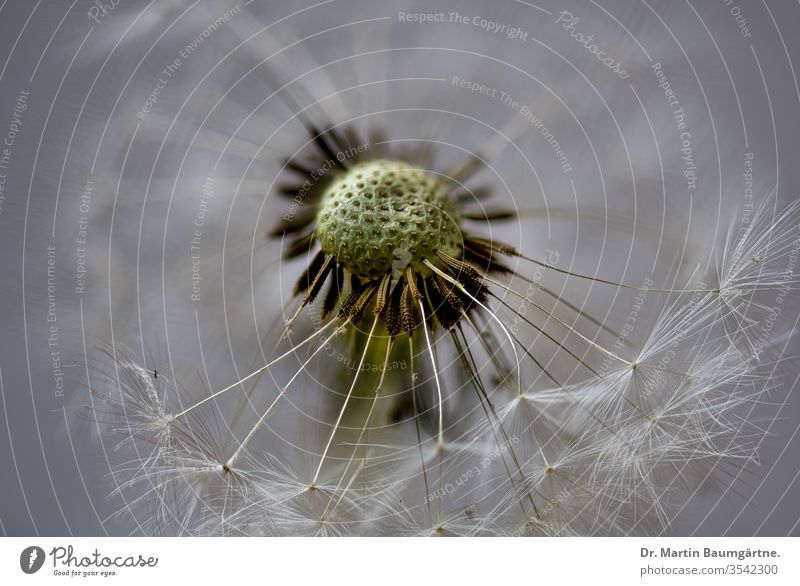 Taraxacum officinale, Löwenzahn, Früchte Saatgut Fruchtkopf Nahaufnahme Wildblume Pusteblume Uhr Achänen Pappus Unkraut essbar