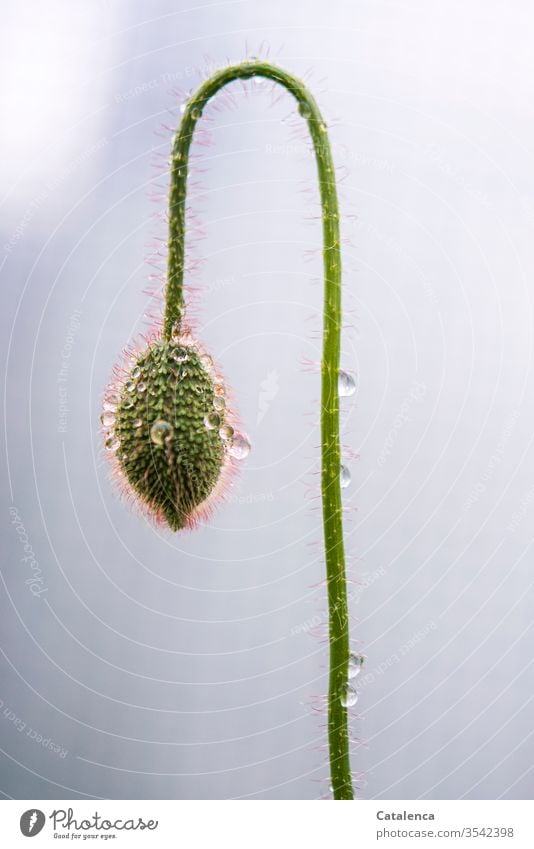 Den Kopf hängen lassen | wörtlich genommen Mohn Flora Pflanze Blume Mohnblüte Regen Wasser Wassertropfen Regenrtopfen schlechtes Wetter Natur Blüte nass Umwelt