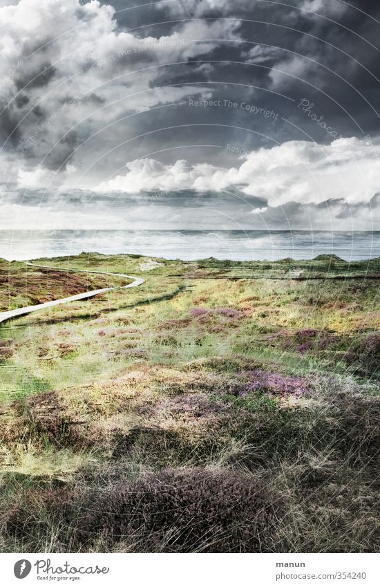 Nordseeküste Natur Landschaft Urelemente Erde Sand Luft Wasser Himmel Wolken Gewitterwolken Wetter Wind Pflanze Sträucher Moos Wildpflanze Heide Küste Düne