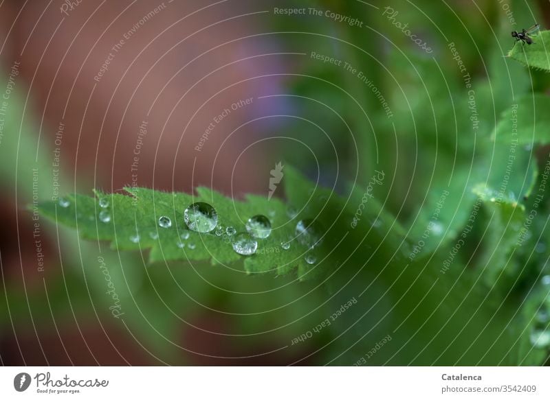 Regentropfen auf einem Mohnblatt, rechts oben im Bild krabbelt eine Ameise Wassertropfen Pflanze Blatt Tier Insekt schlechtes Wetter nass Garten Natur Klima