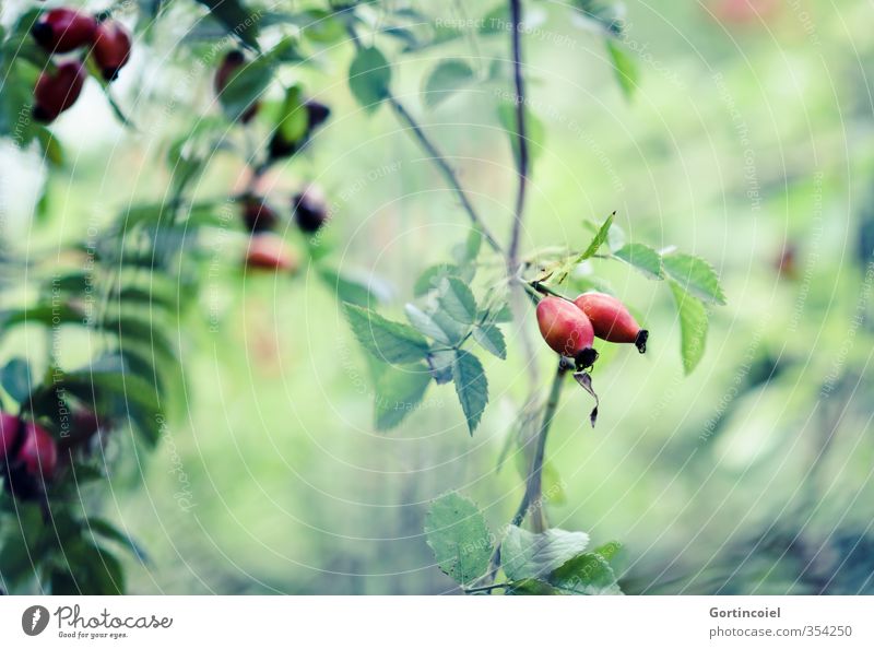 Jetzt ist Herbst Natur Pflanze Sträucher grün rot Hagebutten herbstlich Farbfoto Textfreiraum rechts Textfreiraum unten Schwache Tiefenschärfe