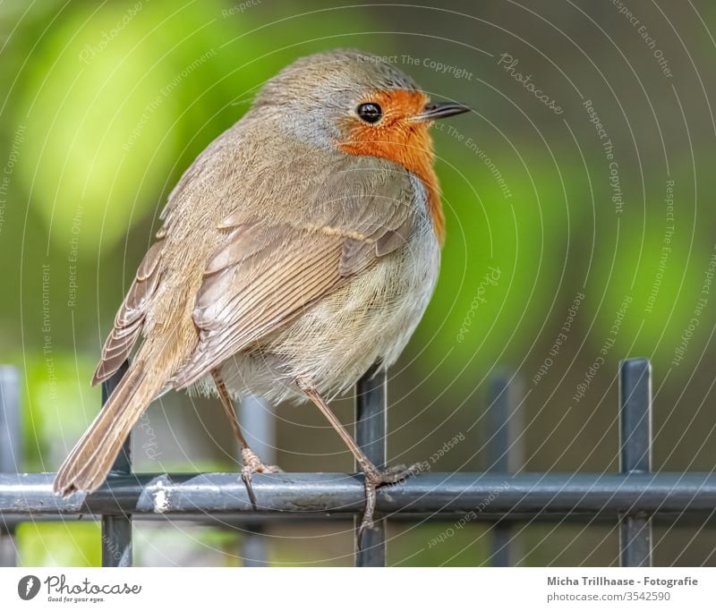 Rotkehlchen auf dem Gartenzaun Erithacus rubecula Vogel Wildvogel Tiergesicht Schnabel Auge Flügel Federn Gefieder Beine Wildtier Natur Nahaufnahme