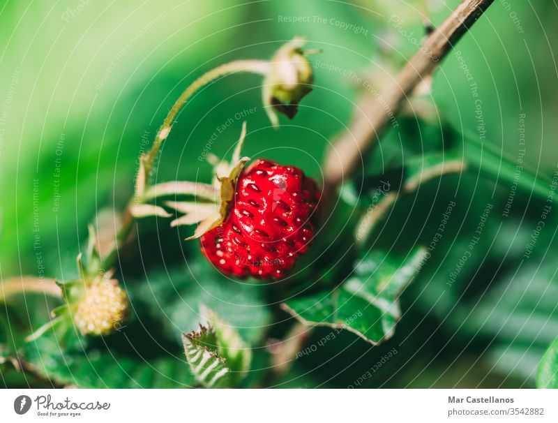 Fragaria vesca. Reife Walderdbeere mit verschwommenem Hintergrund. Erdbeeren wild reif Frucht natürlich Vitamine Lebensmittel Makro unscharfer Hintergrund Natur