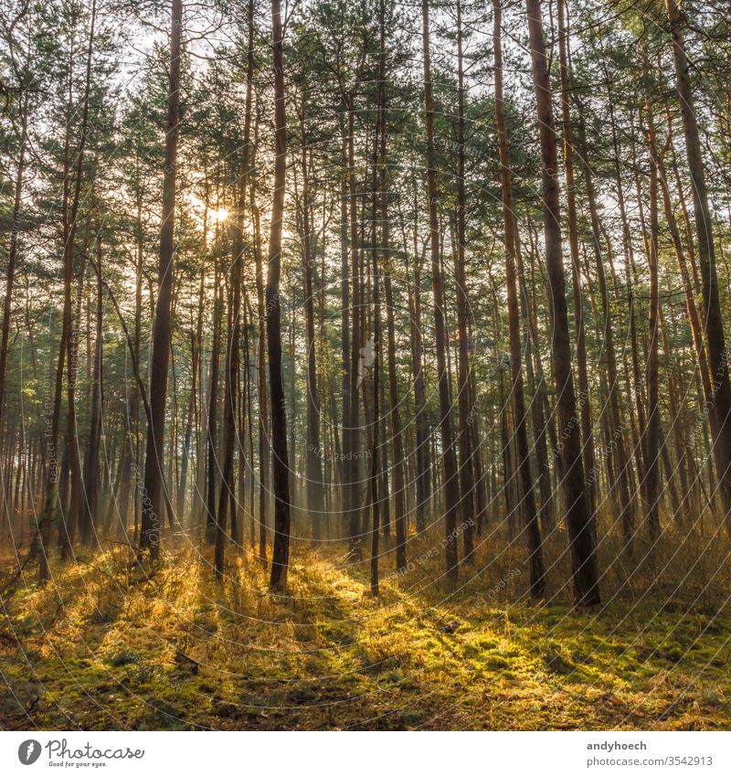 Das Sonnenlicht am Morgen im Nadelwald Fehlen Ambiente Herbst Hintergrundbeleuchtung schön Schönheit in der Natur Konifere Umwelt Immergrün fallen Flora