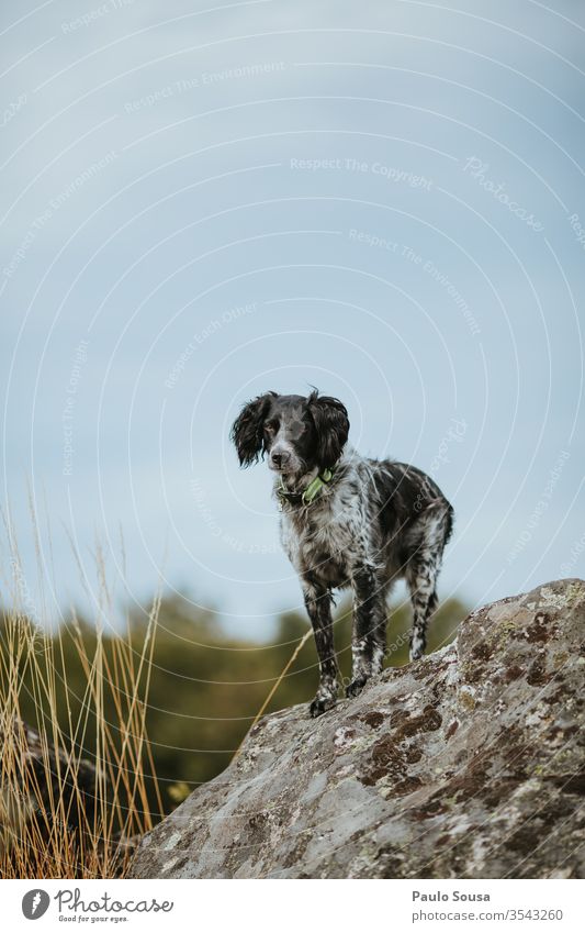 Hund Bretagne-Spaniel auf den Felsen stehend Jagdhund Haustier Tag Tier Spielen Porträt Rassehund Farbfoto Hundeschule Säugetier Hunderasse Außenaufnahme