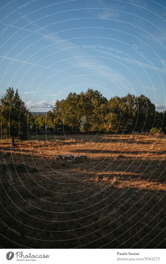 Schafe auf dem Feld Nutztier Wiese Wolle Außenaufnahme Tag Gras Landschaft Menschenleer Tiergruppe Umwelt Tierporträt Schafswolle Schwarm Natur Herde