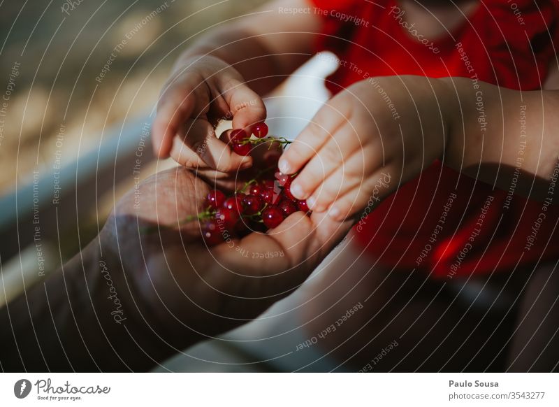 Nahaufnahme beim Pflücken von Johannisbeeren von Hand Ribe rote Johannisbeere Beeren Beerenfrucht Rippen rubrum Beerensträucher Ernährung Lebensmittel Frucht