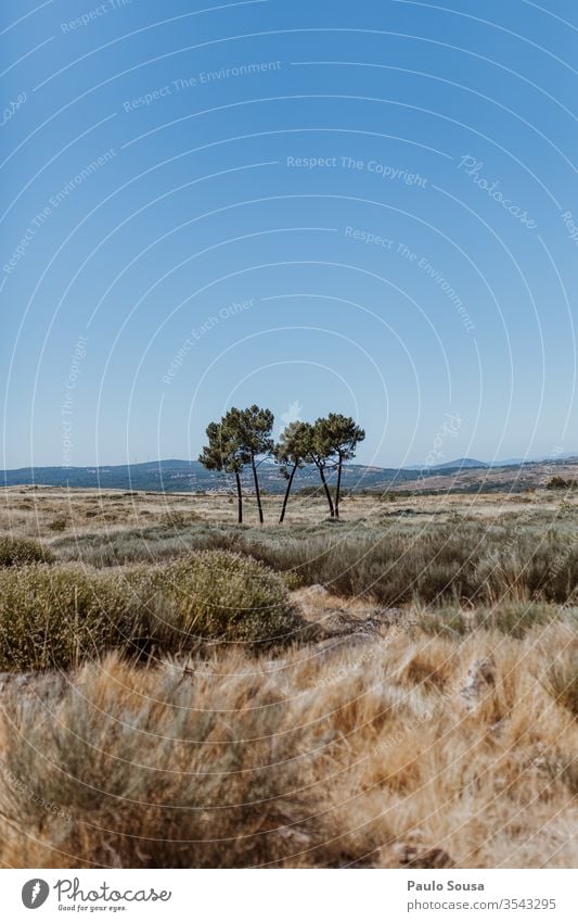 Kiefern isoliert Baum Bäume Natur Menschenleer Farbfoto Außenaufnahme Umwelt Nadelbaum Landschaft Tag Wachstum natürlich Entwaldung wüst Himmel Baumstamm schön