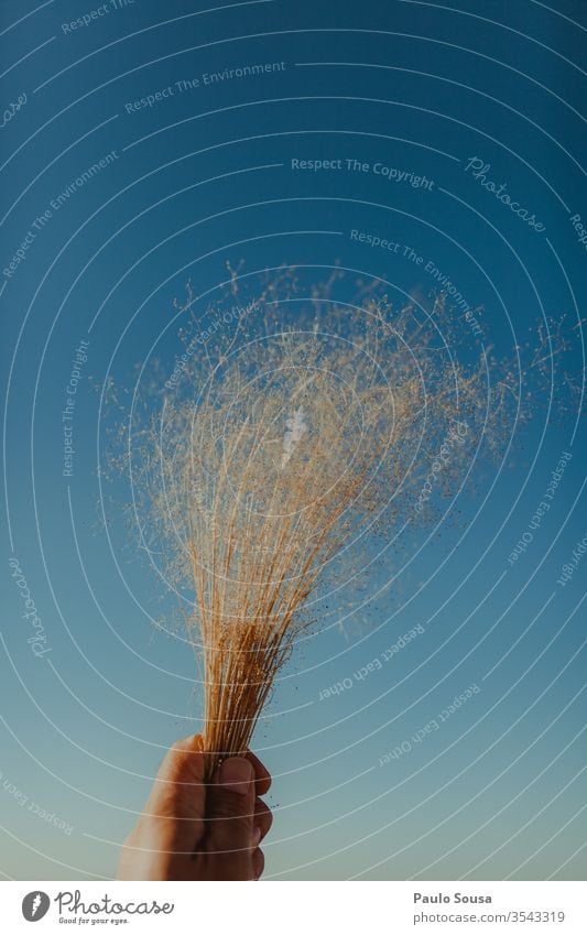 Abgehackte Hand einer Person, die eine trockene Pflanze gegen den blauen Himmel hält Beteiligung Halt Hintergrund Hände Frau weiß Mädchen Frühling Blume