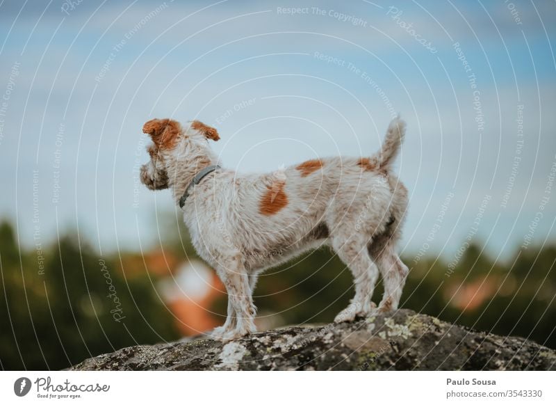 Hund auf Fels stehend Haustier Tier Farbfoto Freund Tag Tierporträt Schnauze Jagdhund Porträt Säugetier Außenaufnahme süß wandern Natur Sommer laufen