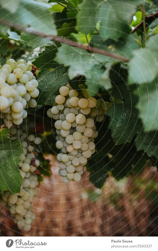 Bio-Trauben Bioprodukte Biologische Landwirtschaft organisch Weinlese Ernte Farbfoto Gesunde Ernährung reif Ackerbau lecker Außenaufnahme Vegetarische Ernährung