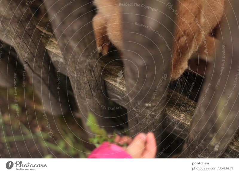 Tierliebe. Kleinkind füttert Hasen durch einen Gartenzaun mit Löwenzahn. Tierhaltung, Haustier. Riesenkaninchen. Füttern hase kinderhand tierliebe futter