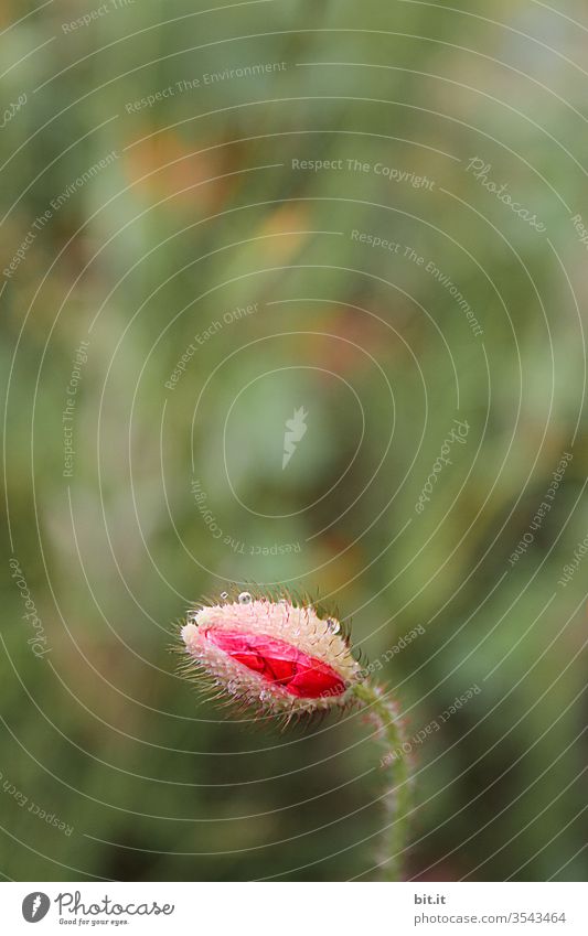 Kurz davor... Mohn Mohnblüte Mohnkapsel Mohnfeld Mohnblume Pflanze Blume Feld rot Natur grün Wiese Sommer Blüte Umwelt Blühend Gras Tau Tautropfen Tropfen