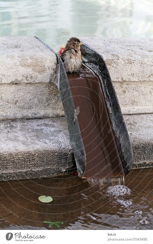 Spatzenrutsche Vogel Wasser baden Reinigen Brunnen Stadt lustig Witzig Süß Spaßvogel Rutsche plantschen trinken Durst durstig Bad Vogelbecken Wasserrinne