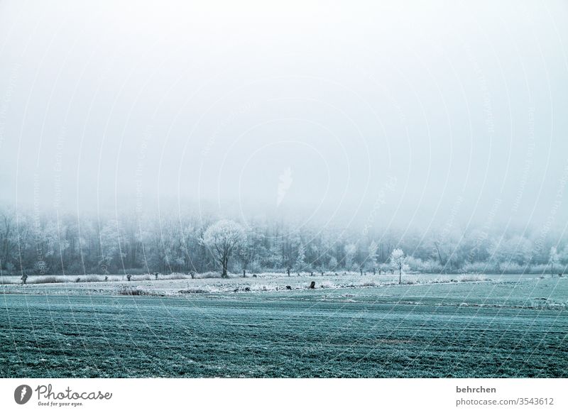 innehalten Winterwald Winterstimmung Deutschland Heimat Acker Landwirtschaft geheimnisvoll Winterspaziergang Wintertag Märchenhaft Märchenwald wolkenverhangen