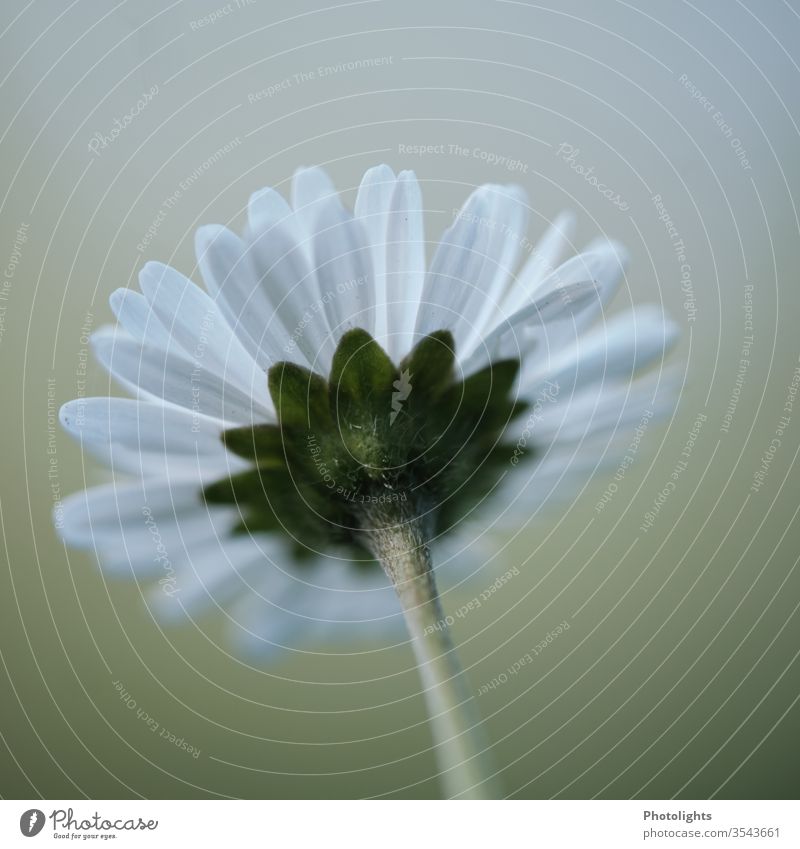 Rückseite eines Gänseblümchens hinten Stengel Grün weiß creme Wildblume Garten Wiese Feld Haare Blütenblätter Wildkraut essbar Frühling Blume Farbfoto