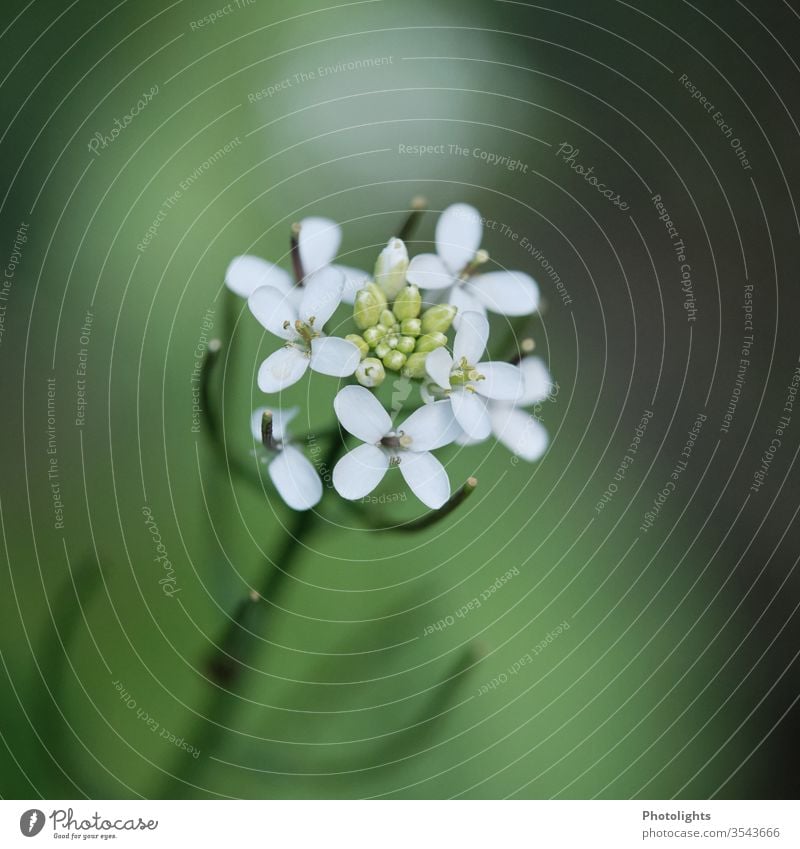 Blühendes Unkraut blühend Umwelt weiß grün Natur Pflanze Blume Wildpflanze Schwache Tiefenschärfe Farbfoto Außenaufnahme Blüte Wiese Nahaufnahme Frühling