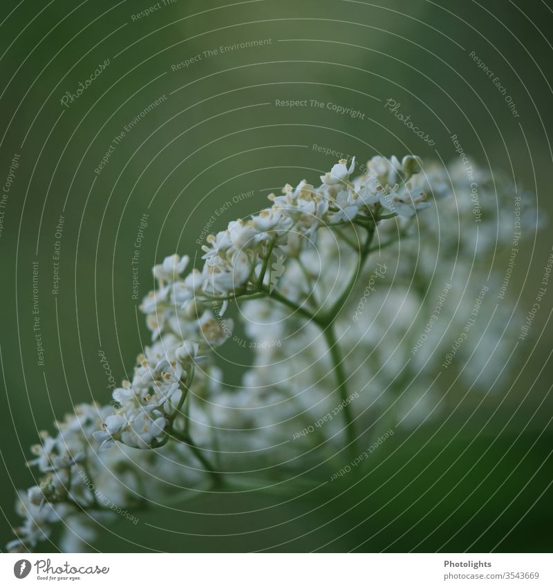 Holunderblüte weiß Holunderbusch grün Blüte Frühling Blühend Nahaufnahme Makroaufnahme Farbfoto Detailaufnahme Schwache Tiefenschärfe Garten Busch Außenaufnahme