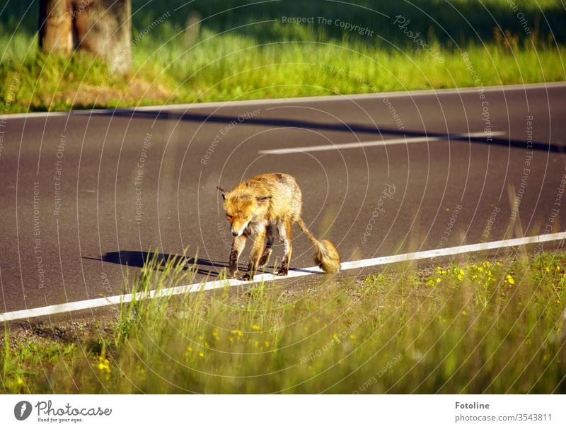 Irgendwo im Nirgendwo - oder die Begegnung mit einem verletzten und sehr mitgenommenen aussehenden Fuchs auf einer Landstraße. Tier Außenaufnahme Farbfoto