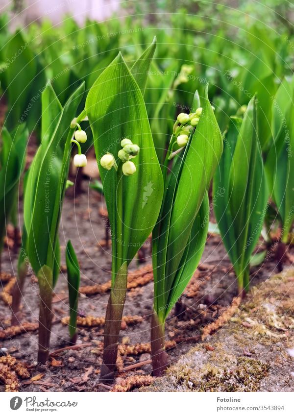 Maiglöckchen, die noch nicht ganz erblüht sind Blume Farbfoto weiß Pflanze Frühling Natur grün Blühend Blüte schön Nahaufnahme Außenaufnahme Menschenleer