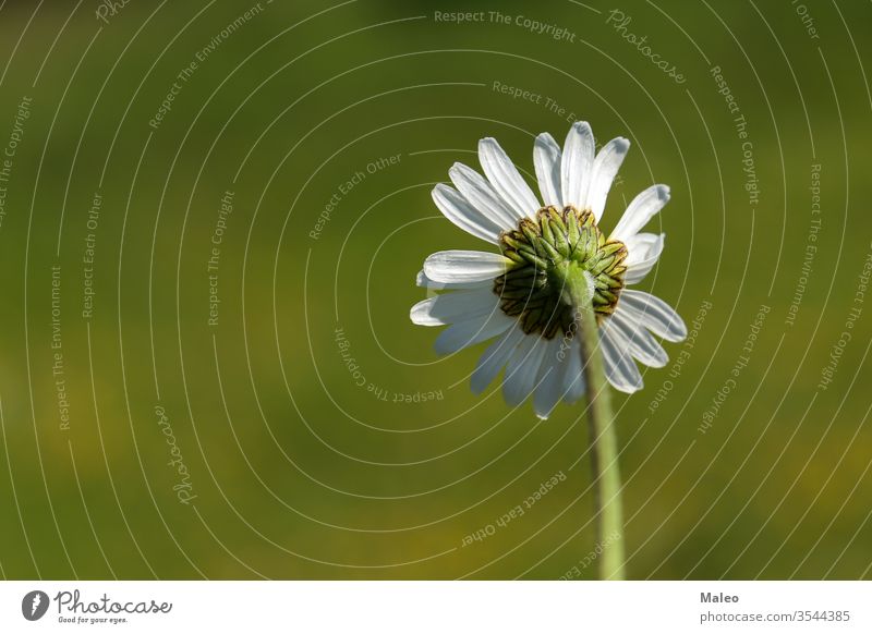 Weiche weiße Gänseblümchen blühen im Sommerfeld Hintergrund Blütezeit Feld geblümt Blume Wiese Natur Frühling Garten natürlich Pflanze Saison hell Flora frisch