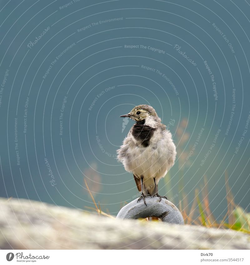 Porträt einer Bachstelze am Sognefjord in Norwegen Singvogel Vogel 1 Singvögel Tier Außenaufnahme Farbfoto Natur Tag Wildtier Tierporträt Menschenleer