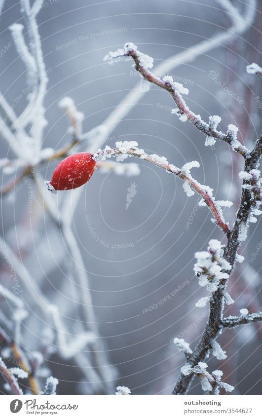 Mit Eis bedeckte Waldfrüchte. Beeren Beerensträucher Beerenfrucht Beeren-Eis Waldfrucht rot Schnee Schneefall Schneeflocke Eiskristall Natur weiß Hintergrund