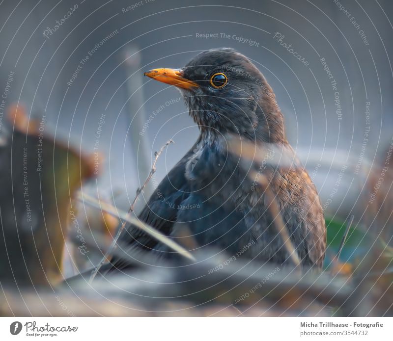 Aufmerksame Amsel Turdus merula Tiergesicht Kopf Schnabel Auge Feder Flügel gefiedert Blick Blick in die Kamera Tierporträt Nahaufnahme Vogel Wildtier Natur