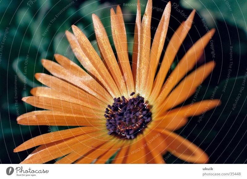 Blütenfeinheiten Blume schimmern Blütenblatt Makroaufnahme Garten