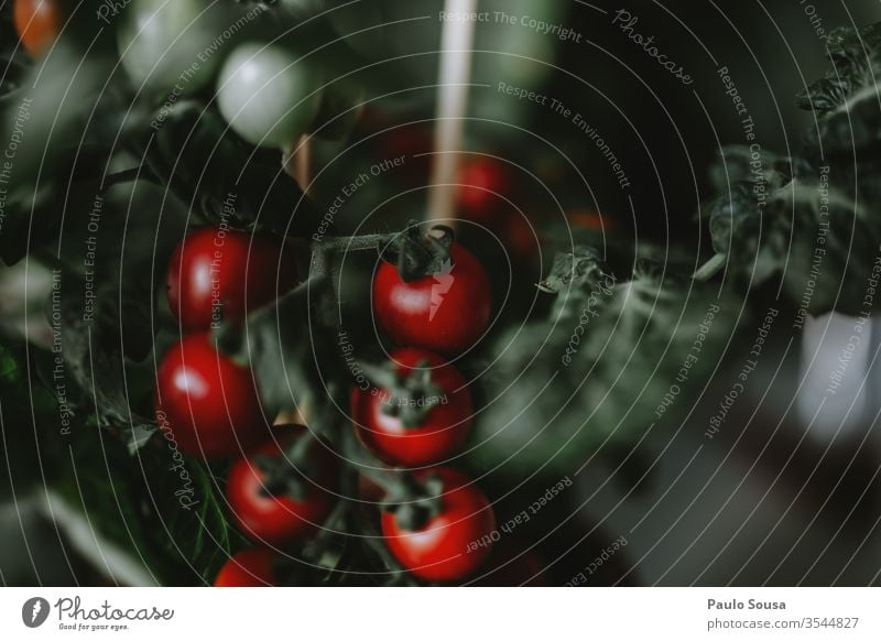 Topf Tomatenpflanze mit Früchten eingetopft Bioprodukte organisch rot Gemüse grün Nahaufnahme Gesunde Ernährung Tag Menschenleer Innenaufnahme natürlich Pflanze