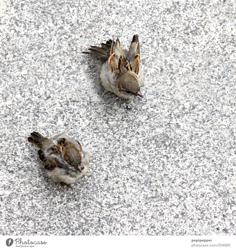 vogelperspektive Straße Wege & Pfade Tier Wildtier Vogel Tiergesicht Flügel Krallen Pfote 2 Tierpaar Stein Essen Fressen füttern warten Spatz Außenaufnahme